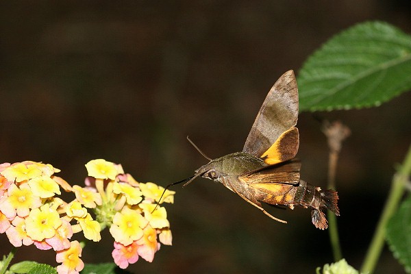 Adult Macroglossum corythus corythus in flight, Taiwan. Photo: © Henry Tzuoo.