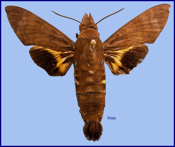 Male Macroglossum obscura. Photo: © NHMUK