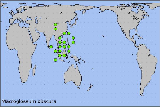 Global distribution of Macroglossum obscura. Map: © NHMUK.