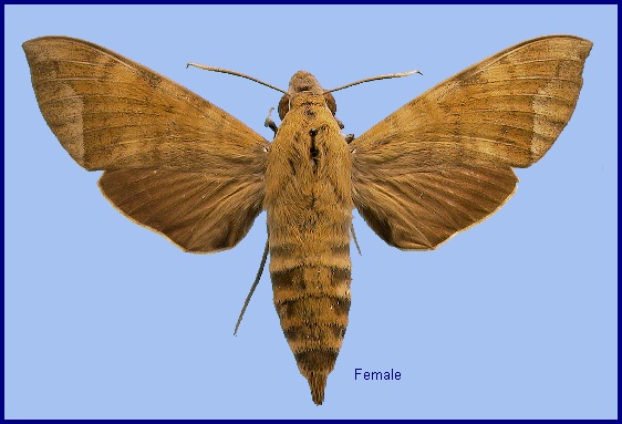 Female Nephele hespera. Photo: © NHMUK