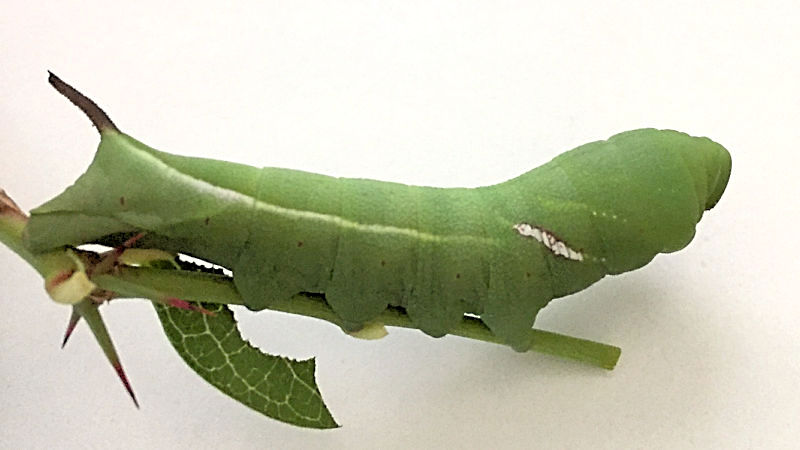 Full-grown larva of Nephele hespera on Carrisa carandas, Bang Yai, Nonthaburi, Thailand. Photo: © Danny Kruger.
