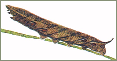 Full-grown medium brown form larva of Neogurelca hyas. Image: Mell, 1922b