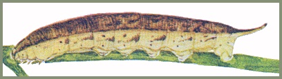 Full-grown bicoloured form larva of Neogurelca hyas. Image: Mell, 1922b