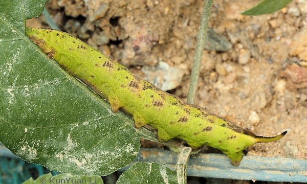 Full-grown green form larva of Neogurelca hyas, Guangdong, China. Photo: © KunYuan Li.