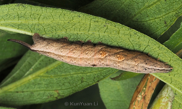 Full-grown medium brown form larva of Neogurelca hyas, Guangdong, China. Photo: © KunYuan Li.