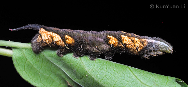Part-grown final instar dark form larva of Neogurelca hyas, Guangdong, China. Photo: © KunYuan Li.