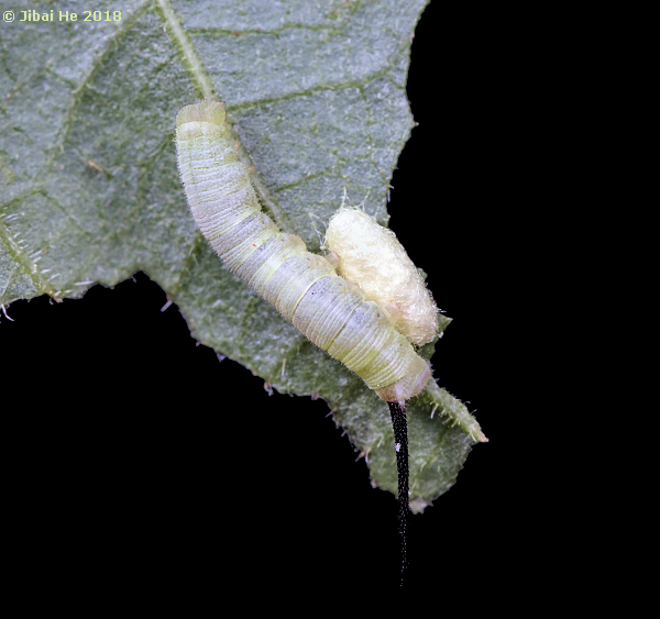 Green form larva of Neogurelca himachala sangaica with parasite cocoon, Wuhan, Hubei, China, 2018. Photo: © He JiBai, 2018.