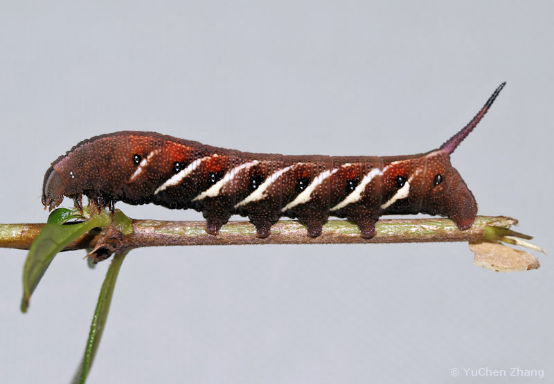 Full-grown brown form larva of Neogurelca montana taihangensis, Shentangyu Natural Scenic Area, Huairou County, Beijing, China. Photo: © Zhang YuChen.