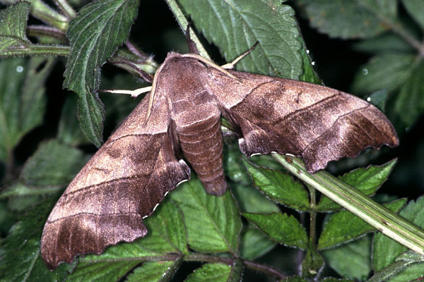 Male Polyptychus chinensis, Taiwan. Photo: © Felix Lin.