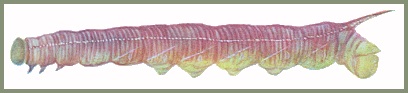 Full-grown pre-pupation form larva of Polyptychus trilineatus. Image: Mell, 1922b