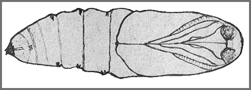 Pupa of Polyptychus trilineatus. Image: Mell, 1922b