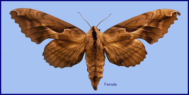 Female Phyllosphingia dissimilis dissimilis. Photo: © NHMUK