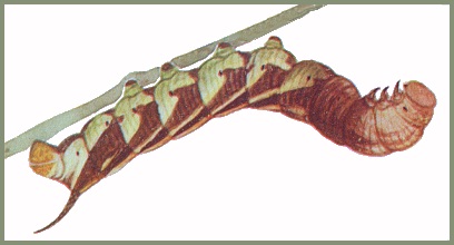 Pre-pupation final instar larva of Psilogramma increta. Image: Mell, 1922b