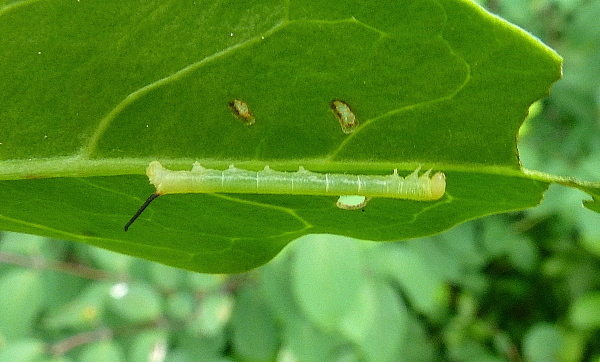 First instar larva of Psilogramma increta, Hangzhou, Zhejiang, China. Photo: © Tony Pittaway