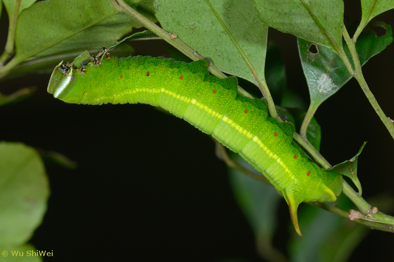 Full-grown larva of Pentateucha inouei, Taiwan. Photo: © Wu ShiWei.