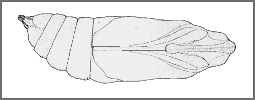 Pupa of Psilogramma discistriga. Image: Mell, 1922b
