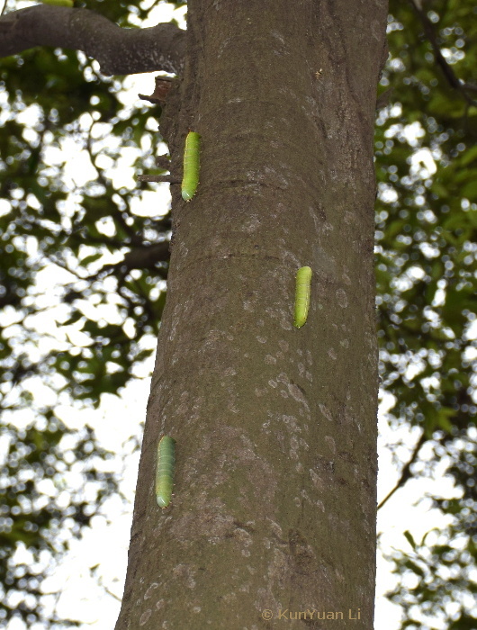 Larvae of Rhodambulyx davidi descending from a Castanopsis tree to pupate, Guangdong, China. Photo: © KunYuan Li.