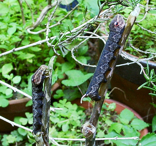 Full-grown larvae of Rhagastis mongoliana, Japan. Photo: © Toru Sakaguchi.