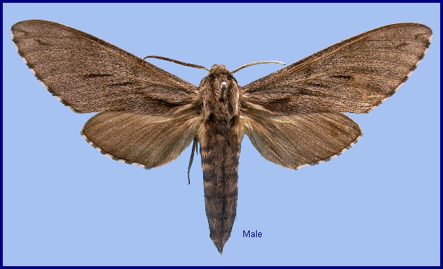 Male Hyloicus morio arestus. Photo: © NHMUK