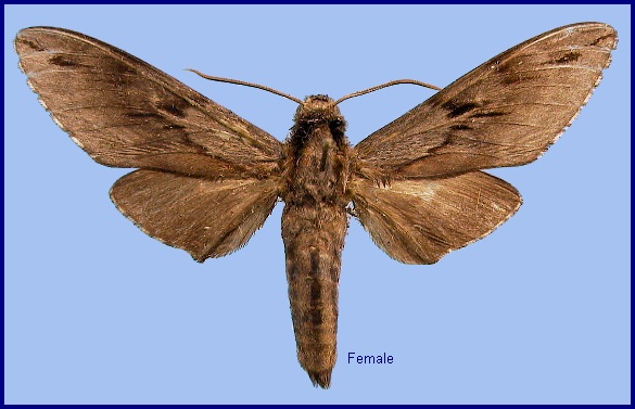 Female Hyloicus centrovietnama. Photo: © NHMUK