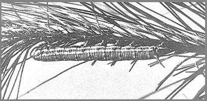 Final instar larva of Hyloicus centrovietnama. Photo: Mell, 1922b