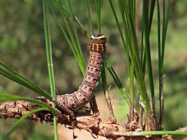 Part grown final instar larva of Hyloicus centrovietnama, near Phonsavan, Xiangkoang Province, Laos, 20.x.2016. Photo: © Alexandre Teyni.