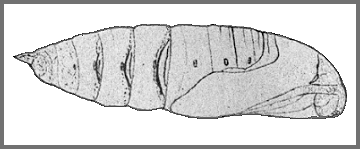 Pupa of Hyloicus centrovietnama. Image: Mell, 1922b