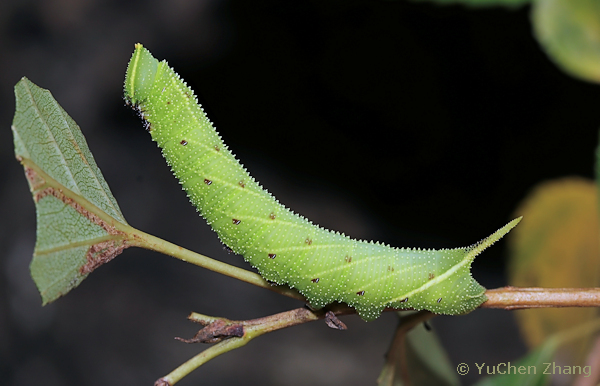Fourth instar spotted green form larva of Smerinthus caecus, Shentangyu Natural Scenic Area, Huairou County, Beijing, China. Photo: © Zhang YuChen, 2023.