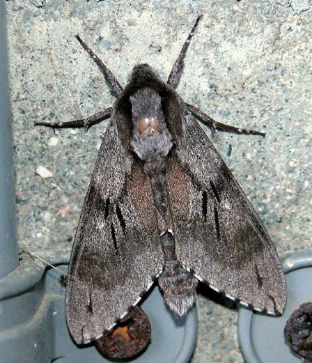 Resting Hyloicus caligineus caligineus, Japan. Photo: © Osamu Fukuda.