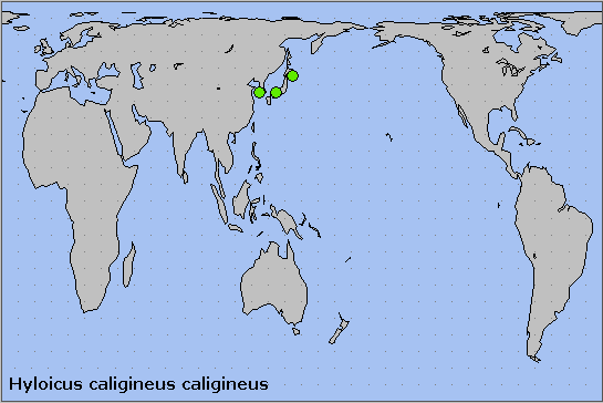 Global distribution of Hyloicus caligineus caligineus. Map: © NHMUK.