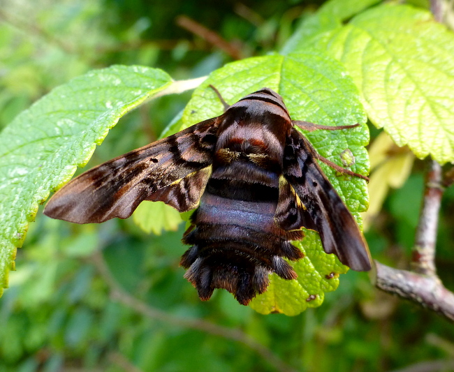 Female Sphecodina caudata, Founding Zen Monastery, Houshanmen, West Tianmu Shan/Xitianmu Shan (near Lin'an), Zhejiang, China, September 2016. Photo: © Tony Pittaway.