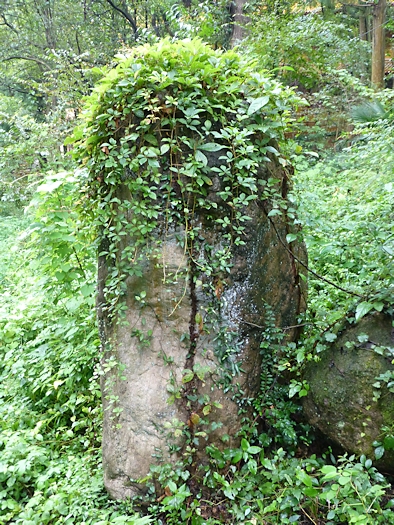 Typical larval habitat of Sphecodina caudata, Founding Zen Monastery, Houshanmen, West Tianmu Shan/Xitianmu Shan (near Lin'an), Zhejiang, China, September 2016. Photo: © Tony Pittaway.