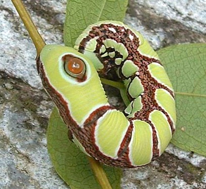 Full-grown green form larva of Sphecodina caudata, Beijing, China. Photo: © Yen ShenHorn