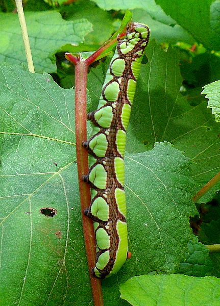 Full-grown green form larva of Sphecodina caudata, near Kalinovka, Primorskiy Krai, Russian Far East, 19.vii.2011. Photo: © Anton Kozlov