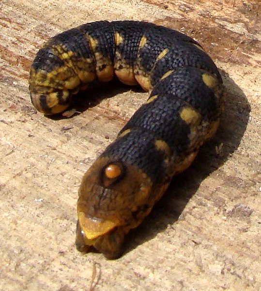 Full-grown late pre-pupation larva of Sphecodina caudata, Lazo District, Khabarovskiy Krai, Russian Far East, 28.vii.2011. Photo: © A. S. Batalov.