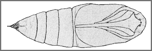 Pupa of Sphecodina caudata. Image: Mell, 1922b