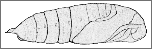 Pupa of Sphecodina caudata. Image: Mell, 1922b