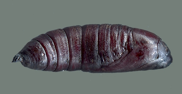 Pupa of Sphecodina caudata, Founding Zen Monastery, Houshanmen, West Tianmu Shan/Xitianmu Shan (near Lin'an), Zhejiang, China, September 2016. Photo: © Tony Pittaway.