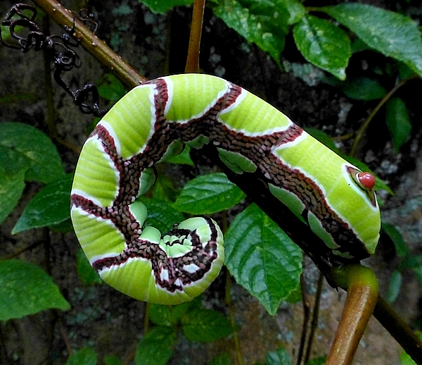 Full-grown green form larva of Sphecodina caudata, Founding Zen Monastery, Houshanmen, West Tianmu Shan/Xitianmu Shan (near Lin'an), Zhejiang, China, 14.ix.2016. Photo: © Tony Pittaway.