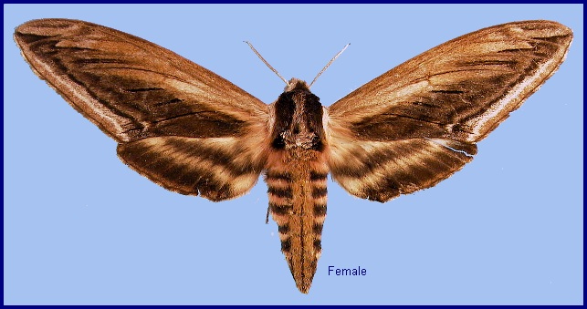 Female Sphinx constricta. Photo: © NHMUK