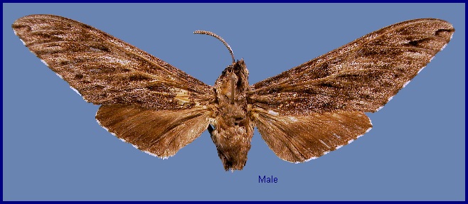 Male Hyloicus formosana, Jenai, Taiwan. Photo: © NHMUK