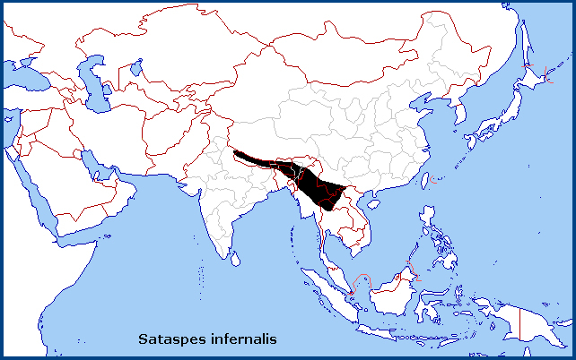 Global distribution of Sataspes infernalis. Map: © Tony Pittaway.