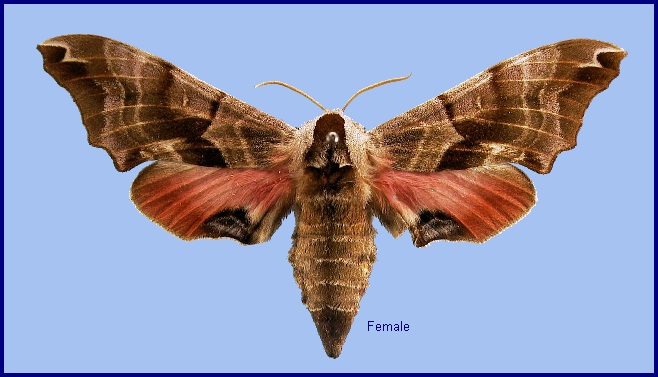 Female Smerinthus kindermannii. Photo: © NHMUK