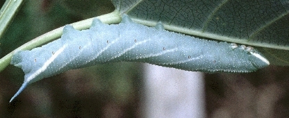 Full-grown larva Smerinthus kindermannii (blue-grey form), Urumqi, Xinjiang, China, 1995. Photo: © Tony Pittaway