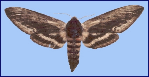 Female Sphinx ligustri, Sanbao, Beijing, China. Photo: © Tony Pittaway, IZAS