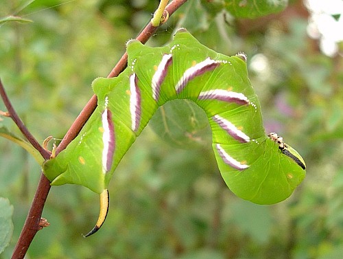 Full-grown larva of Sphinx ligustri ligustri, England. Photo: © Tony Pittaway.