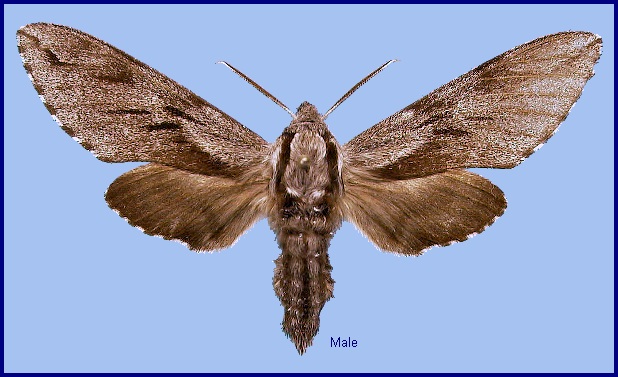 Male Hyloicus morio morio. Photo: © NHMUK