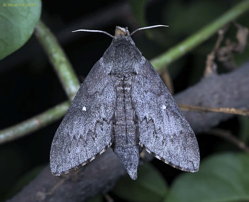 Female Sphingulus mus, China, viii.2018. Photo: © He JiBai.