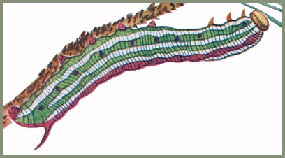 Full-grown larva of Hyloicus oberthueri. Image: Mell, 1922b