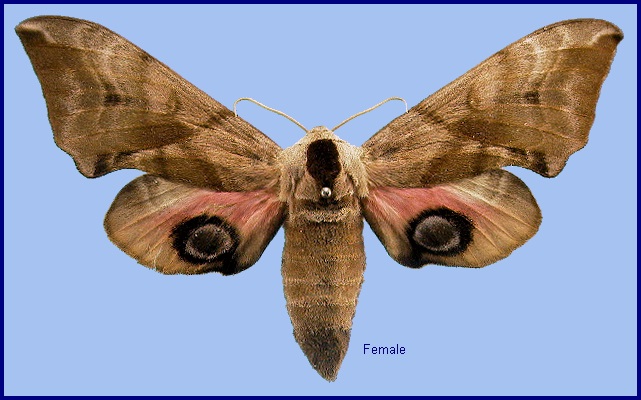 Female Smerinthus ocellata ocellata. Photo: © NHMUK